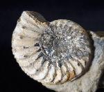 Pleuroceras solare (PHILLIPS 1829) - Bild © FossNet FossilienStore